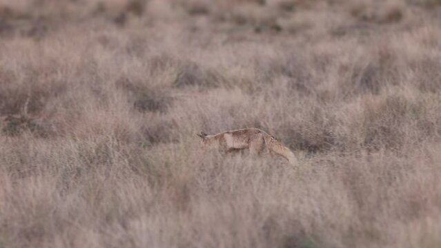 Desert Fox, Vulpes vulpes pusilla, Desert National Park, Jaisalmer, Rajasthan, India