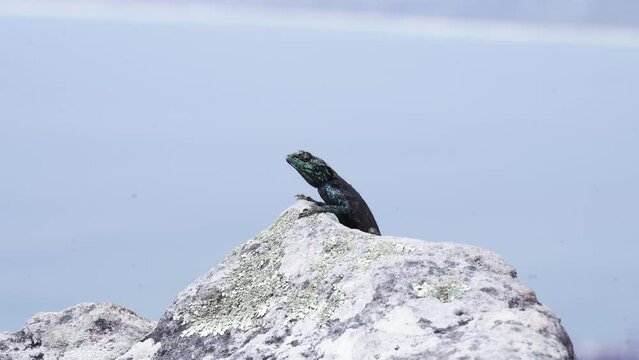 Cordylus Niger, Or Black Girdled Lizard, On Rock In Table Mountain, Cape Town, South Africa. wide shot
