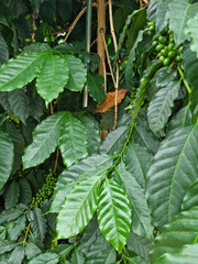 
Close-up of coffee tree leaves.