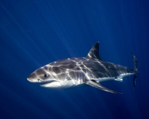Young Great White Shark in Clear Blue Water