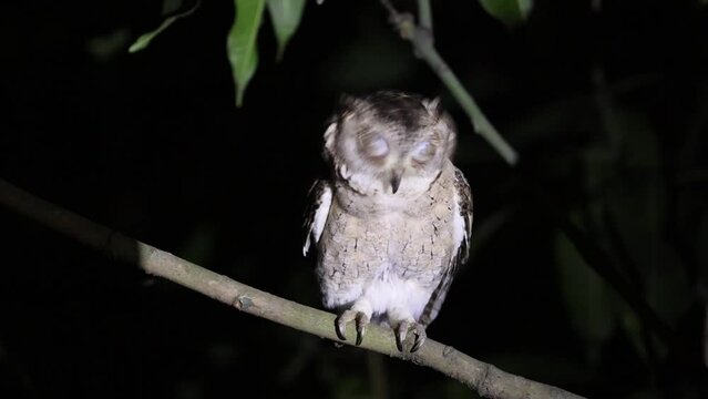  Indian Scops Owl, Otus bakkamoena, Small Owl, Uttarakhand, Night, Nocturnal, India