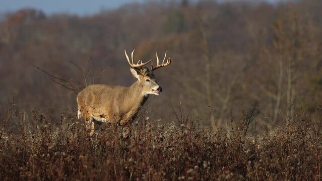 A large white tailed deer buck during the rut
