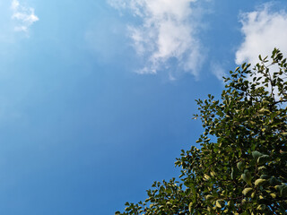 Blue sky and trees with lush green leaves