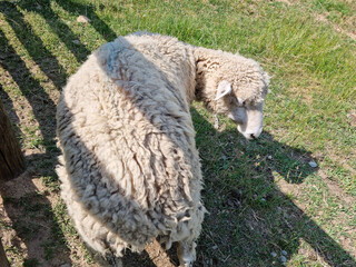 This is the back of a sheep with fluffy hair.