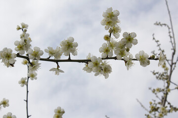 Apricot flower on nature background