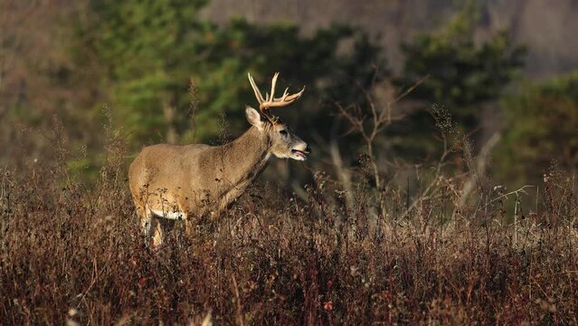 A large white tailed deer buck during the rut