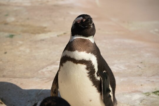 Close-up image of a caring parent penguin in a zoo