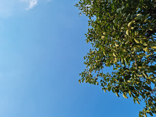 Blue sky and trees with lush green leaves