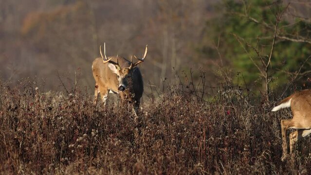 A large white tailed deer buck during the rut