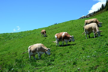 Herd of cows grazing in the green mountains of Switzerland