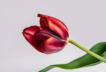red tulip with green leaves in a vase with a white background