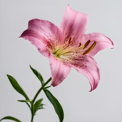 Obraz premium a pink lily sitting next to a purple vase on top of a table