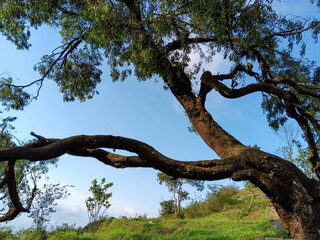 View of a large tree with a horizontal trunk