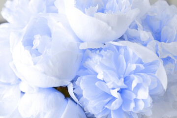 Beautiful light violet peonies as background, closeup view