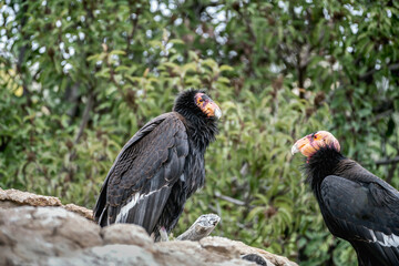 Fototapeta premium 2024-01-25 TWO CALIFORNIA CONDORS SITTING ON A OUTCROPPING OF ROCKS LOOKING AT EACH OTHER WITH A BACKGROUND OF TREES
