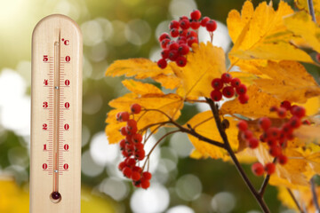Naklejka na ściany i meble Thermometer and rowan tree branch with red berries outdoors. Temperature in autumn