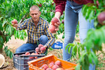 Positive latino farmer harvesting ripe peaches in fruit garden