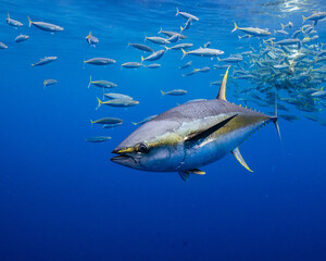 Yellowfin Tuna Swimming in the Deep Blue Sea