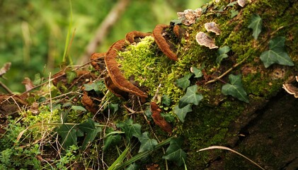 Nella foresta, un tronco d'albero con un fungo medicinale Coriolus versicolor, Italia
