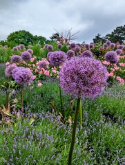 Flowers in the garden, Allium Gladiator, purple garlic
