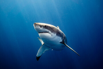 Great White Shark Close Up