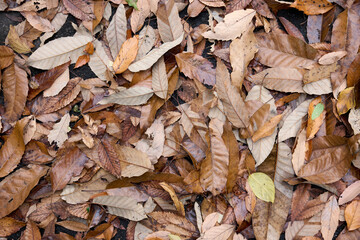 【テクスチャ】雨上がりの積もった落ち葉