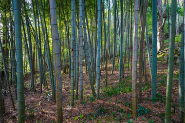 Thick forest of bamboo stalks in Hakone Japan