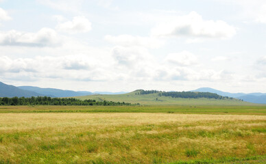 A fragment of a birch forest on the edge of a large steppe at the foot of a mountain range.