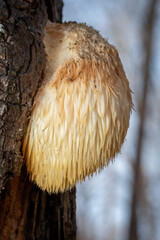 Lion's Mane Mushroom (Hericium erinaceus), known to be tasty with health benefits, sprouting from a deciduous tree trunk. Raleigh, North Carolina.