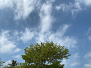 tree under blue sky