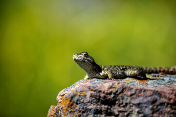 lizard on a stone 03