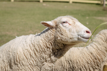 A sheep is smiling happily.