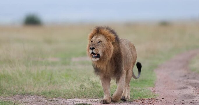 Majestic Male Lion taking a stroll around its territory