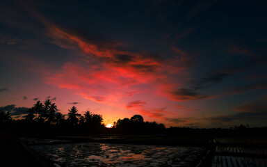 Dramatic evening landscape with trees in silhouette