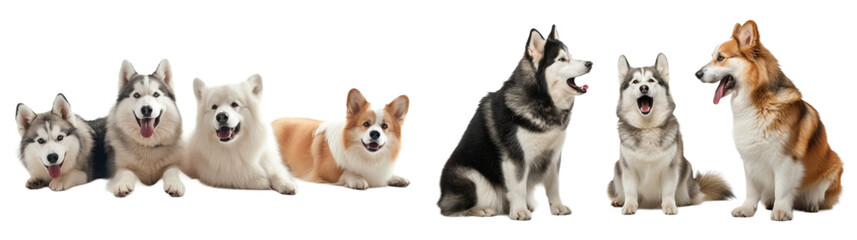 Siberian Husky samoyed and crogi dogs family set in 3d png transparent wallpaper. Created using generative AI.