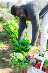 Afro american man gardener in rubber gloves caring for green lettuce at a garden on a warm spring...