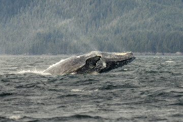Obraz premium Humpback whale breach