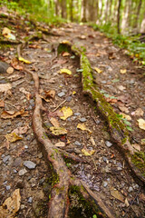 Mossy Tree Roots and Autumn Leaves on Forest Path