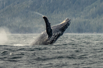 Humpback whale breach - obrazy, fototapety, plakaty