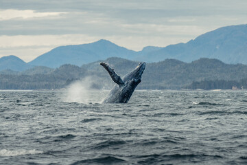 Naklejka premium Humpback whale breach