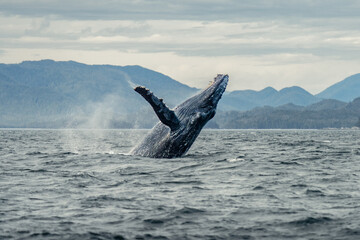 Humpback whale breach
