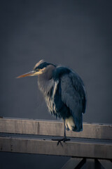 great heron
