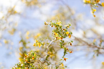 Yellow flowers close up against blue sky. Blue and yellow