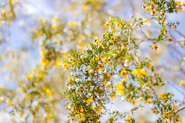 Yellow flowers close up against blue sky. Blue and yellow