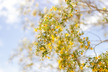 Yellow flowers close up against blue sky. Blue and yellow