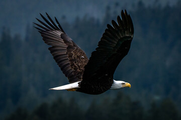 american bald eagle