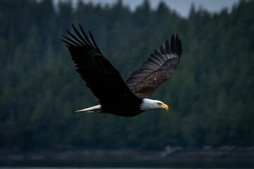 American Bald Eagle