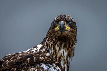 Junior Bald Eagle