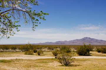  Desert in Arizona with green bushes and cacti on a sunny day with blue sky and white clouds....