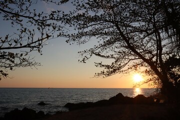 sunset over the sea with leaves tree